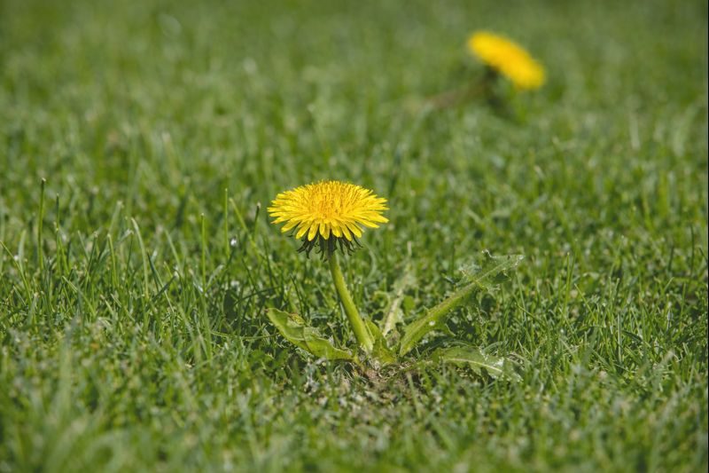 Targeted weed control treatment being applied to lawn
